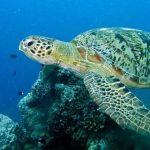 What is Turtle Conservation