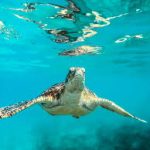 Knowing Indonesia’s Turtles